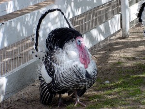 happy thanksgiving decoro law
